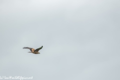 Red Kite in Flight Side View