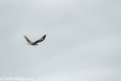 Red Kite in Flight Side View