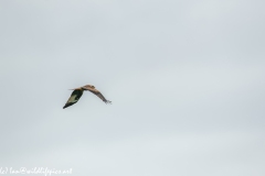 Red Kite in Flight Side View