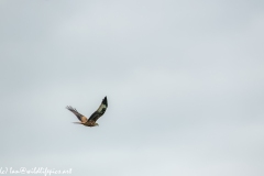 Red Kite in Flight Side View