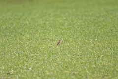 Skylark in Distance