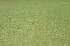 Skylark in Distance