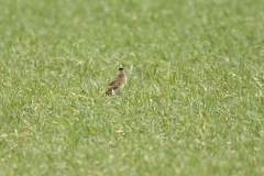 Skylark in Distance Closeup