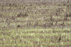 Skylarks in Flight