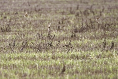 Skylarks in Flight