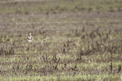 Skylarks in Flight