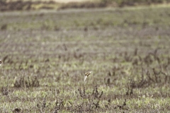 Skylarks in Flight