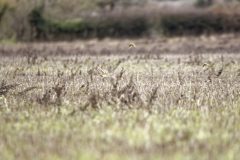 Skylarks in Flight