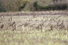 Skylarks in Flight