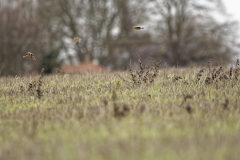 Skylarks in Flight