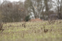 Skylarks in Flight