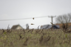 Skylarks in Flight