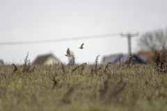 Skylarks in Flight