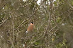 Bullfinch