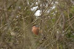 Bullfinch