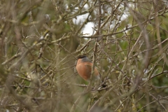 Bullfinch