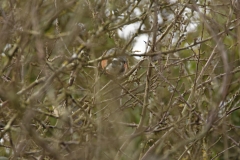 Bullfinch