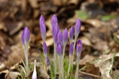 Purple Crocuses