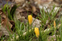 Yellow Crocuses