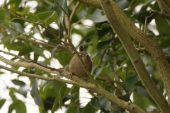 Wren