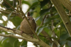 Wren