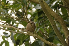 Wren