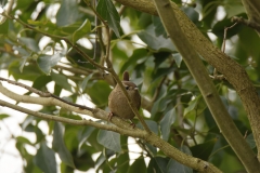 Wren