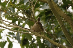 Wren