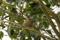 Wren