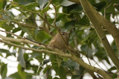 Wren