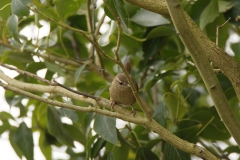 Wren