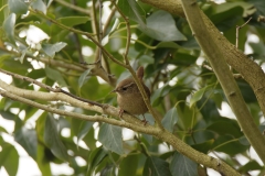 Wren