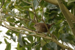 Wren