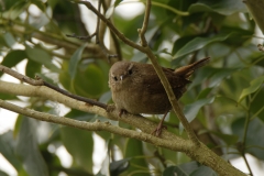 Wren