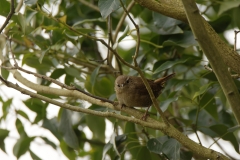 Wren