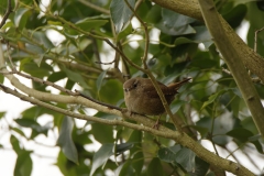 Wren