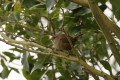 Wren