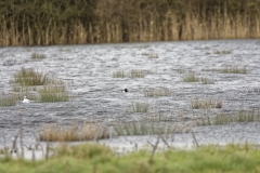 Shoveler