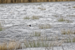 Shoveler