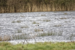 Shoveler