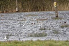 Shoveler