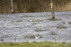 Shoveler