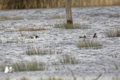 Shoveler