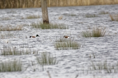 Shoveler