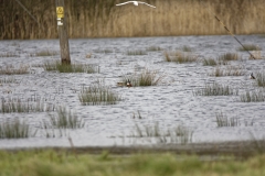 Shoveler