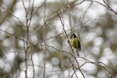 Blue Tit