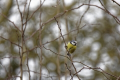 Blue Tit