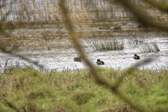 Male Teal & Female Teal