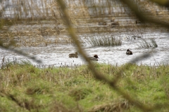 Male Teal & Female Teal