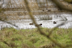 Male Teal & Female Teal